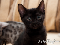 Bengal melanistic